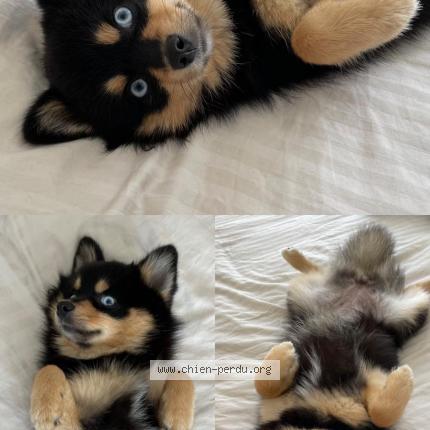 Photo 1/1 Chien retrouvé Perdu à Antibes