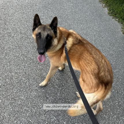 Photo de chien perdu à Allevard