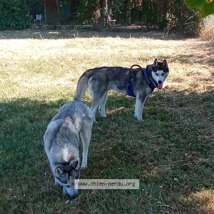 Photo de chien perdu à Gaudonville