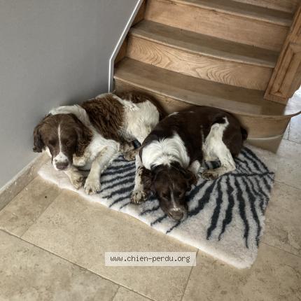Photo de chien perdu à Fontaine Les Croisilles