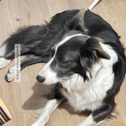 Photo 1/1 Chien retrouvé Trouvé à Chambery