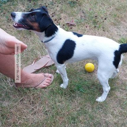 Photo 1/1 Chien retrouvé Trouvé à Le palais