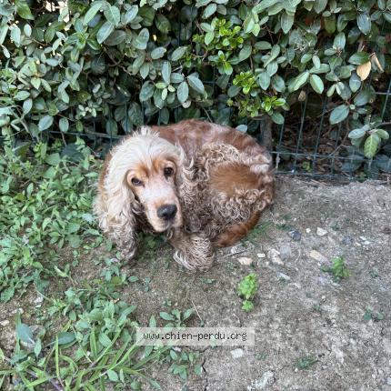 Photo 1/1 Chien retrouvé Trouvé à Anglet