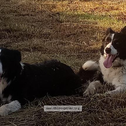 Photo 1/1 Chien retrouvé Perdu à Saint martin l aiguillon