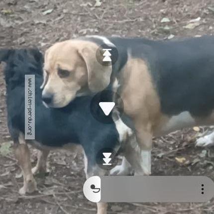 Photo 1/1 Chien retrouvé Perdu à Spezet