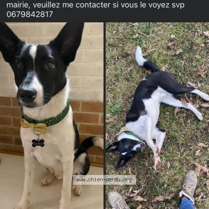 Photo 1/1 Chien retrouvé Perdu à Brison saint innocent