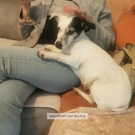 Photo 1/1 Chien retrouvé Perdu à Nimes