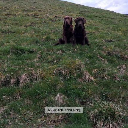 Photo 1/1 Chien retrouvé Perdu à Bussang