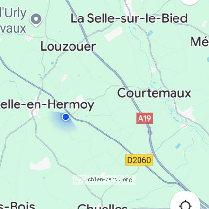 Photo 1/1 Chien retrouvé Perdu à Amilly