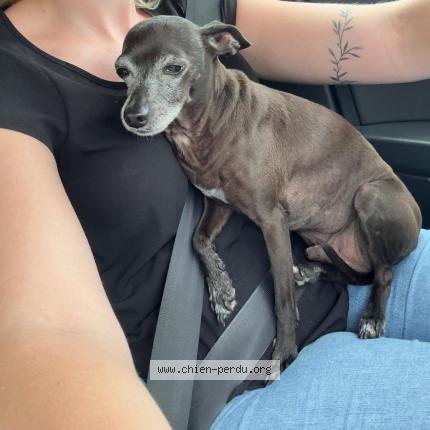 Photo 1/1 Chien retrouvé Trouvé à Roppenheim