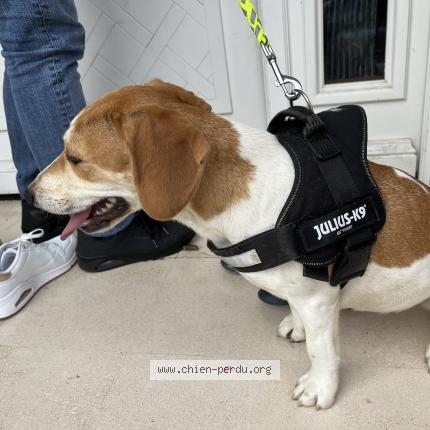 Photo 1/3 Chien retrouvé Trouvé à Vaux la grande