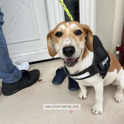 Photo 3/3 Chien retrouvé Trouvé à Vaux la grande