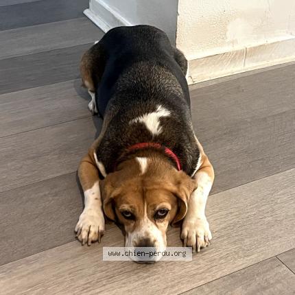 Photo 1/1 Chien retrouvé Perdu à Breuil magne