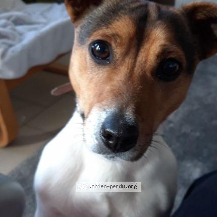 Photo 1/1 Chien retrouvé Perdu à Auchy les mines