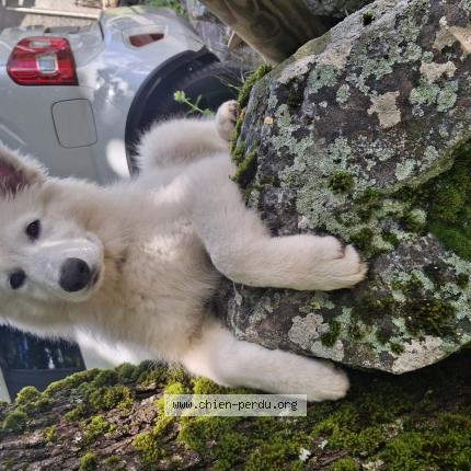 Photo 1/1 Chien retrouvé Perdu à Fronton
