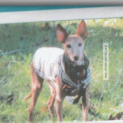 Photo 1/1 Chien retrouvé Perdu à Erbray 44110