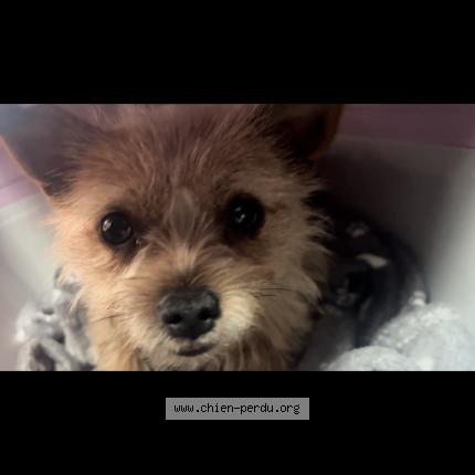 Photo 1/1 Chien retrouvé Perdu à Hossegor