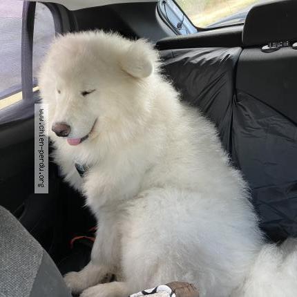 Photo 1/1 Chien retrouvé Perdu à St pardoux