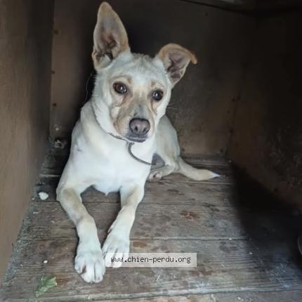 Photo 1/1 Chien retrouvé Perdu à Longeville les metz