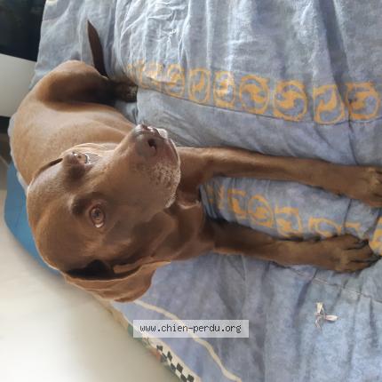 Photo 1/1 Chien retrouvé Perdu à Taulignan