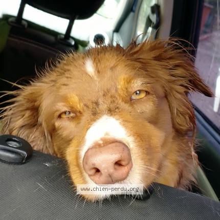 Photo 1/1 Chien retrouvé Perdu à Salernes