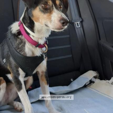 Photo 1/1 Chien retrouvé Perdu à Clapiers