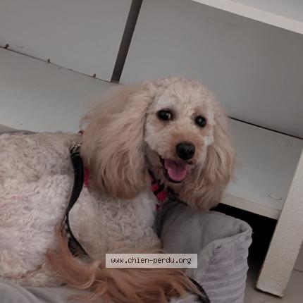 Photo 1/1 Chien retrouvé Perdu à Toulouse