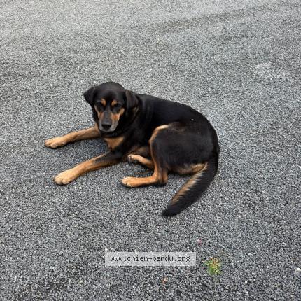 Photo 1/1 Chien retrouvé Trouvé à Gindou