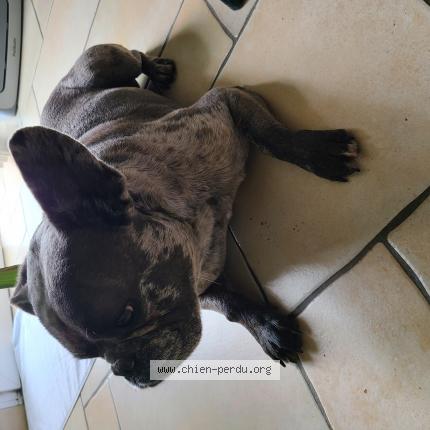 Photo 1/1 Chien retrouvé Trouvé à Montauban