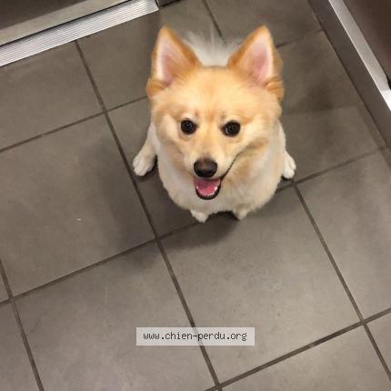 Photo de chien perdu à Diemoz