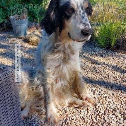 Photo de chien trouvé à Monieux