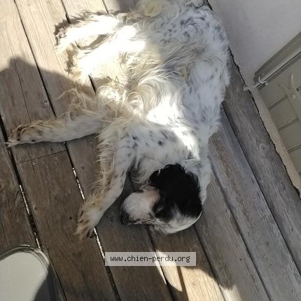 Photo 2/4 Chien retrouvé Trouvé à Monieux