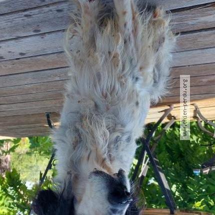 Photo 3/4 Chien retrouvé Trouvé à Monieux