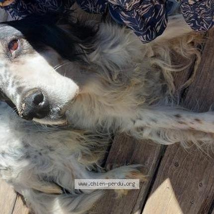 Photo 4/4 Chien retrouvé Trouvé à Monieux