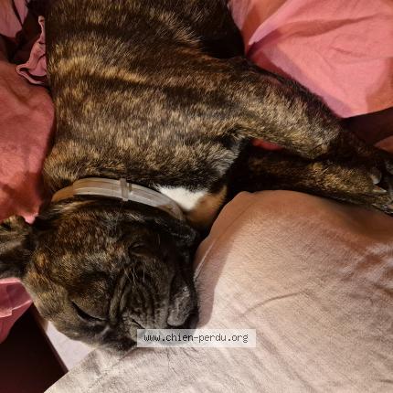 Photo 1/1 Chien retrouvé Perdu à Perros guire