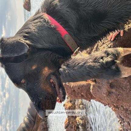 Photo 1/1 Chien retrouvé Perdu à Arles