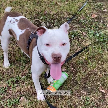 Photo de chien perdu à Gonesse
