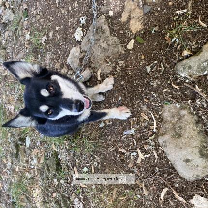 Photo de chien trouvé à Saint Remy