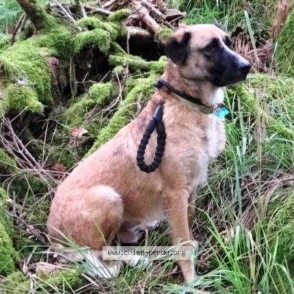 Photo 1/2 Chien retrouvé Perdu à Metzeral