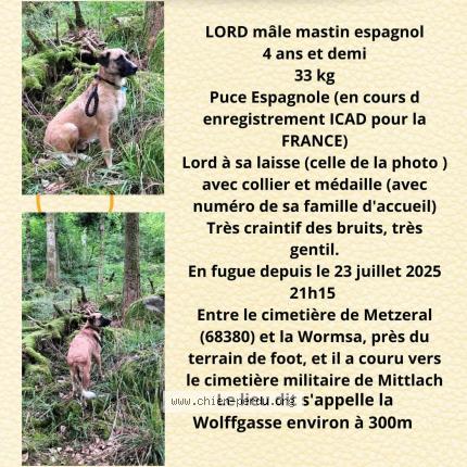 Photo 2/2 Chien retrouvé Perdu à Metzeral