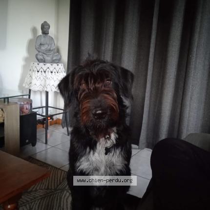 Photo 1/1 Chien retrouvé Perdu à Bras