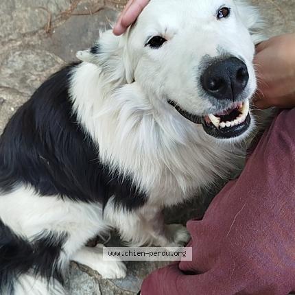 Photo 1/1 Chien retrouvé Trouvé à La boissiere