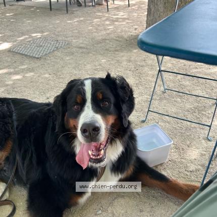 Photo 1/1 Chien retrouvé Perdu à Alex