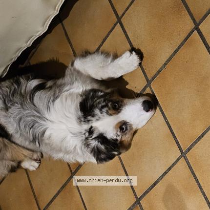 Photo 1/1 Chien retrouvé Perdu à Angouleme