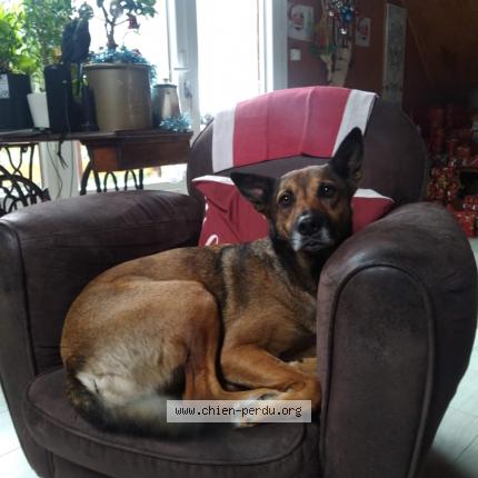 Photo de chien perdu à Rencurel