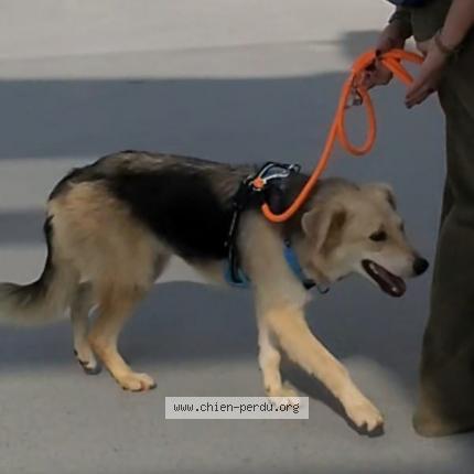 Photo 1/1 Chien retrouvé Perdu à Orly