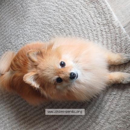 Photo 1/1 Chien retrouvé Perdu à Les grandes ventes