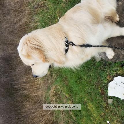 Photo de chien perdu à Berck