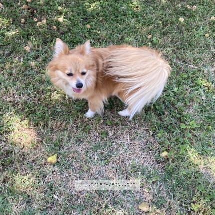 Photo de chien trouvé à Bron