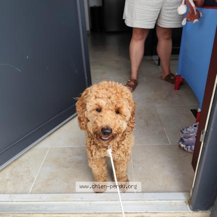 Photo 1/1 Chien retrouvé Trouvé à Moyeuvre grande